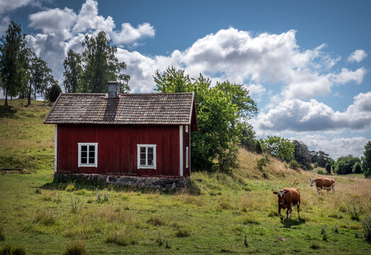 Red wooden house and a cow in Sweden sunny day