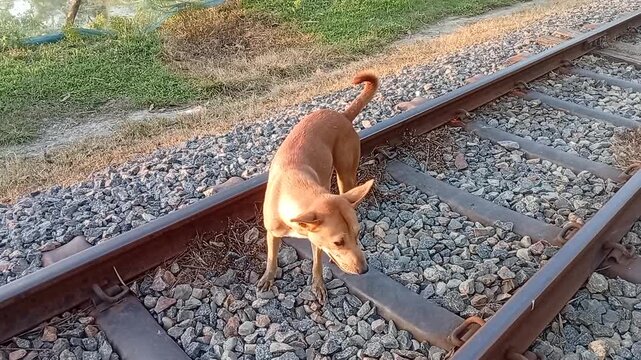 Brown stray dog walking on green grass beside railway track, rear view.