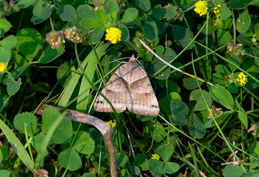 Forage looper moth on clover
