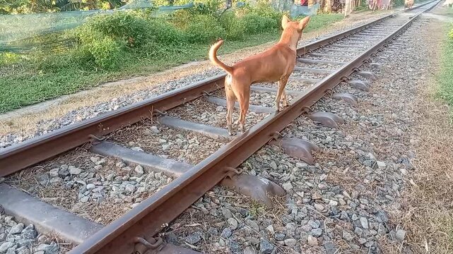 Brown stray dog walking on green grass beside railway track, rear view.