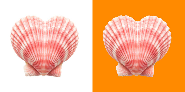 A perfectly symmetrical pink heart shaped seashell isolated against a split white and orange background