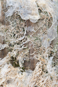 Macro image of dried seaweed on a beach