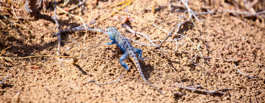 The blue agama sits in ambush on sand and branches and hunts for insects. Beautiful blue lizard close-up in the wild.