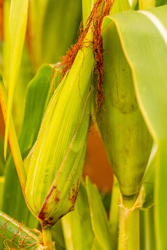 Zea mays pertenece a la familia de Poaceae.