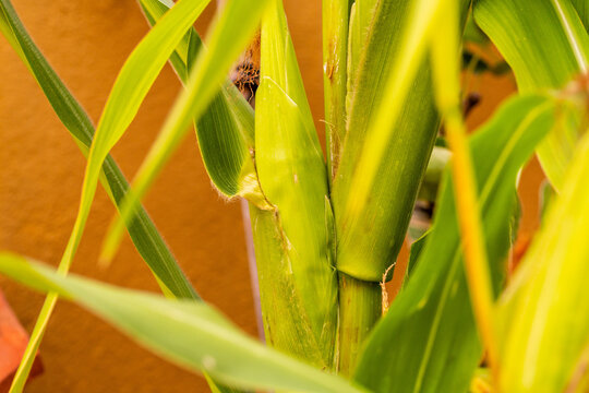 Zea mays pertenece a la familia de Poaceae.