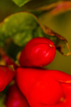 Punica granatum pertenece a la familia Lythraceae.