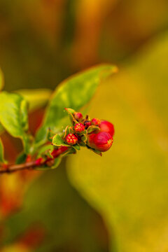Punica granatum pertenece a la familia Lythraceae.