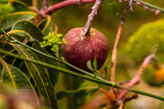 Mangifera indica pertenece a la familia Anacardiaceae.