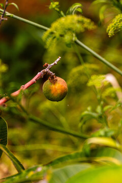 Mangifera indica pertenece a la familia Anacardiaceae.