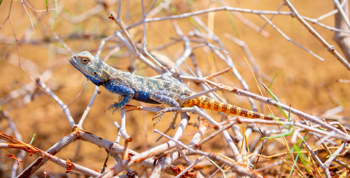 The blue agama sits in ambush on sand and branches and hunts for insects. Beautiful blue lizard close-up in the wild.