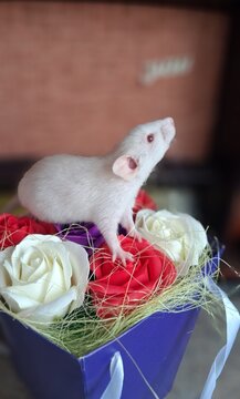 rat