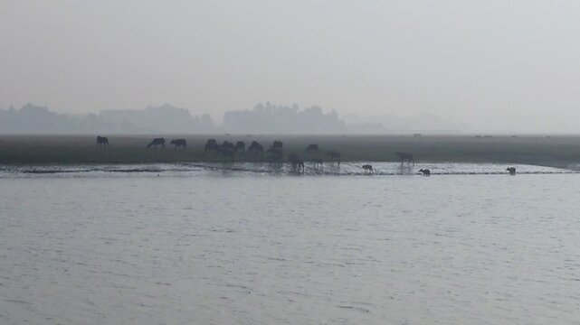 A herd of buffaloes swimming across a river the banks of a flooded river area of Char Kalatali Island in Bhola district of Barisal division.