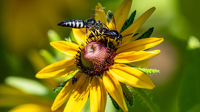 Black and white wasps gathering on a black-eyed Susan