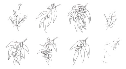 Minimalist eucalyptus branch line art set, hand drawn botanical sketches of gum tree leaves and seeds, 8 floral vector elements for wedding stationery © MUHAMMAD