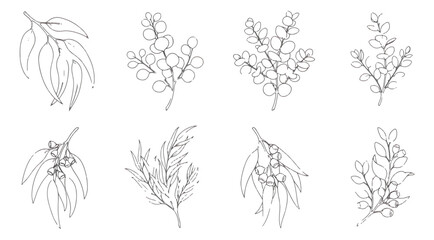 Minimalist eucalyptus leaf line art set, 8 botanical branch vector illustrations, hand drawn floral sketches for wedding invitations and branding © MUHAMMAD