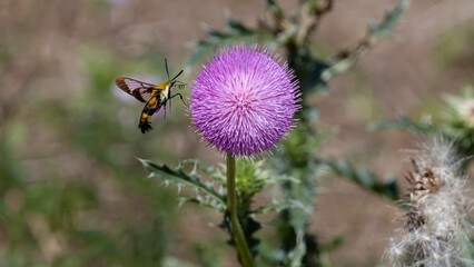 Clearwing moth hovering at a purple thistle bloom © Walking With Camera