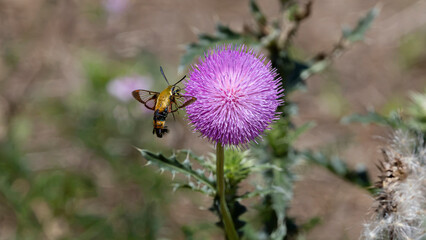 Clearwing moth hovering beside a purple thistle flower © Walking With Camera