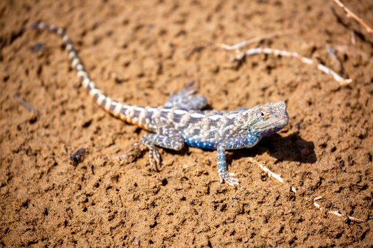 The blue agama sits in ambush on sand and branches and hunts for insects. Beautiful blue lizard close-up in the wild.