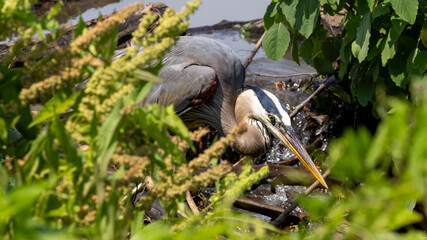 Fototapeta premium Great blue heron hunting from a partially hidden perch