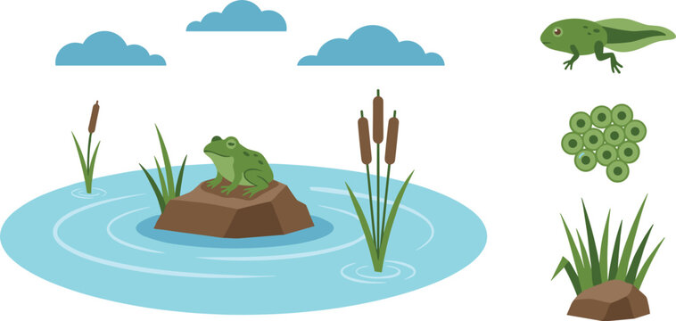 Frog Metamorphosis Life Cycle Element Set with Spotted Adult Frog on Rock Pond with Cattails Clouds Tadpole and Eggs Vector Illustration