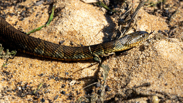 Water snake flicking its tongue on a sandy bank
