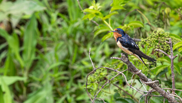 Barn swallow perched on a bare branch in summer