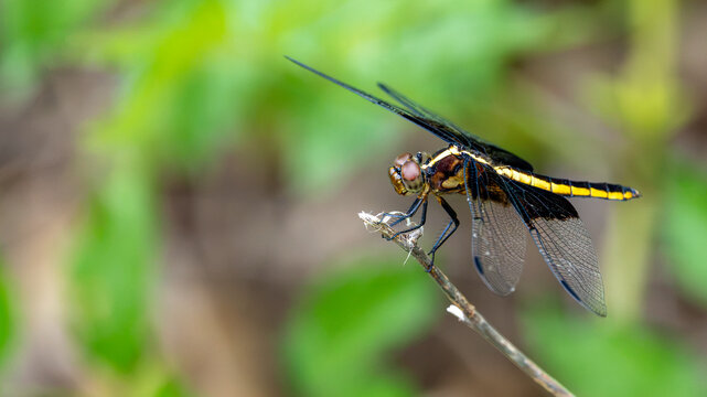 Female widow skimmer dragonfly perched on a twig