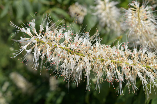 Aesculus parviflora, commonly known as the bottlebrush buckeye