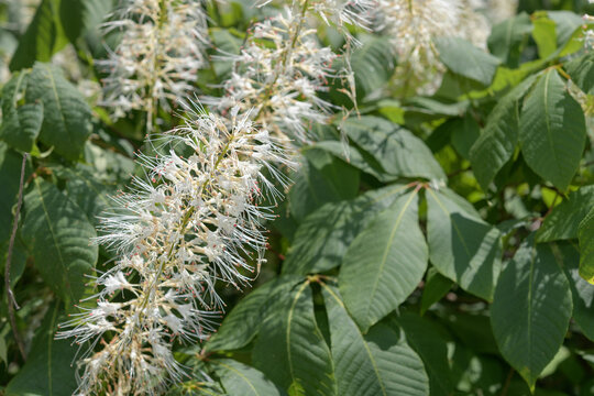 Aesculus parviflora, commonly known as the bottlebrush buckeye