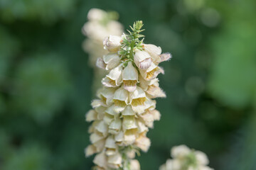 isolated Digitalis lanata, commonly known as woolly foxglove or Grecian foxglove © eugen