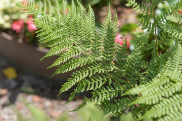 fern leaf © eugen