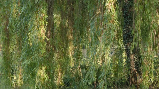 Close Up of Lush Green Weeping Willow Branches and Leaves Sunlit in a Park