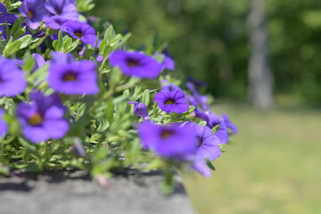Obraz premium calibrachoa, commonly known as a mini-petunia or million bells, featuring vibrant purple petals with a distinct yellow throat