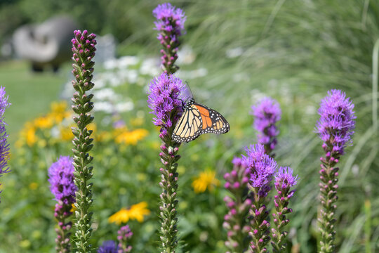 Danaus plexippus nectaring on Lythrum salicaria in a sunny summer garden