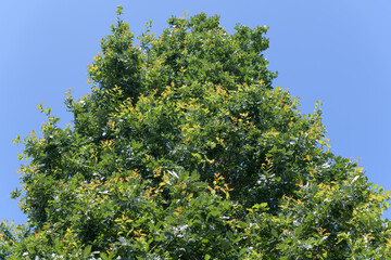 Fototapeta premium oak tree on a blue sky in summer