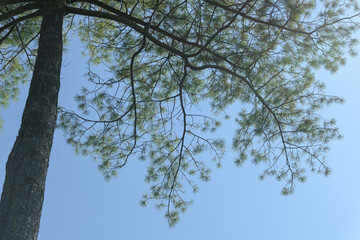 Fototapeta premium tree branches against blue sky