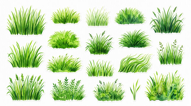 Collection of various green grass tufts and meadow plants isolated on a white background