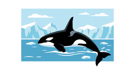 Orca killer whale jumping in arctic icy water. © Ferly