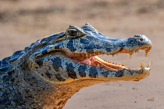 Yacare Caiman - Caiman yacare, small beautiful crocodile native to the rivers and lakes of South America, Pantanal, Brazil.