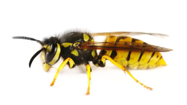 Common wasp, Vespula vulgaris, European wasp isolated on white background