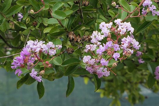 Summer branches with dense clusters of lovely pink flowers on Queens Crepe-myrtle tree, also called Pride Of India or Banab&aacute; plant, latin name Lagerstroemia speciosa. Growing in park during summertime