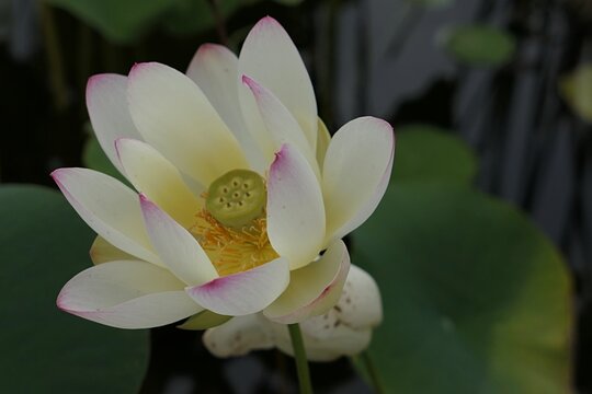 Creamy white blossoming flower of lotus plant of Nelubmo genus, cultivar Chawan Basu, with purple petal tips.. Growing in pond during summer cloudy day. 