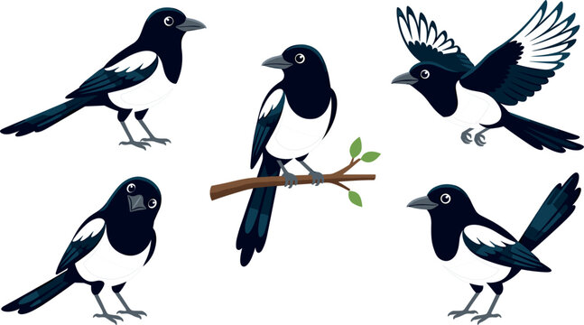 Eurasian Magpie Bird Cartoon Character Vector Set with Flying Perching and Standing Poses for Wildlife Education Childrens Books Nature Conservation and Sticker Designs
