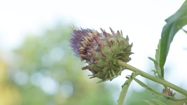 Close Up of a Blooming Artichoke Thistle Flower Bud Against Bright Out of Focus Bokeh