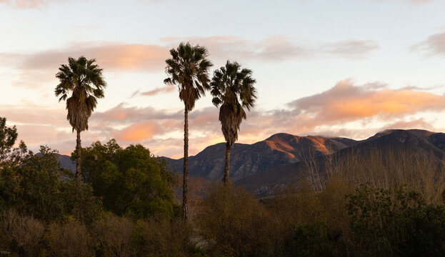 sunrise on palm trees and mountain, Stanford, South Africa