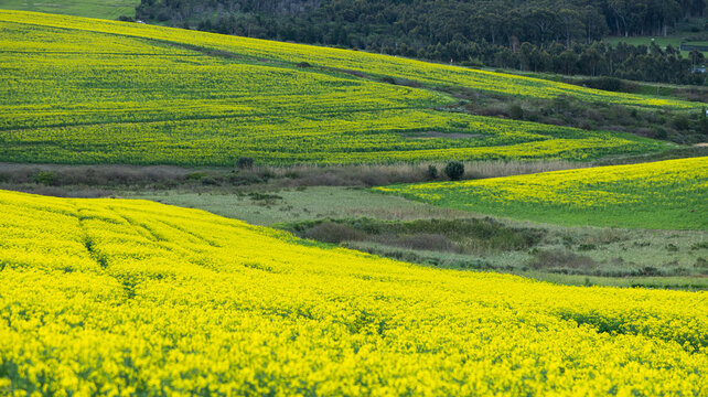 brilliant yellow canola fields, Stanford, South Africa