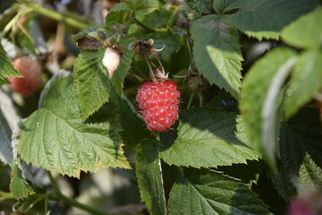Raspberry branch with ripe and ripening berries © Sergey