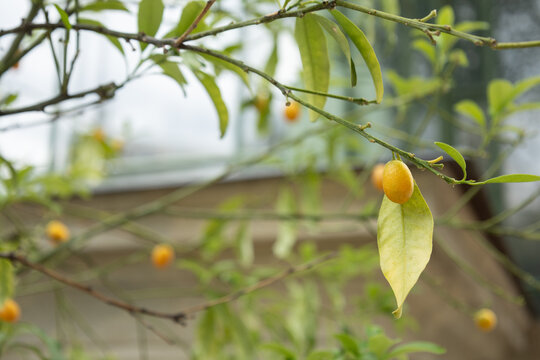 kumquat fruits growing on citrus tree branches close up