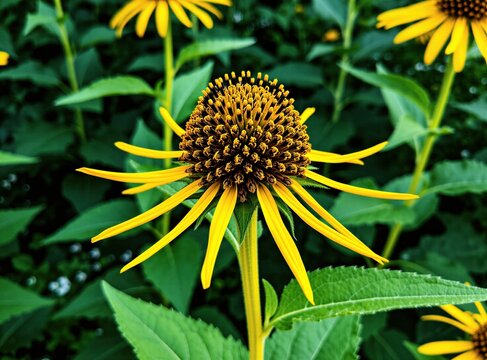 Bright yellow Verbesina encelioides flowers bloom in summer garden. Golden crownbeard blossoms feature long ray florets, dark brown disc centers. Herbaceous plant with green foliage grows outdoors