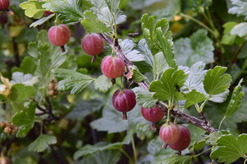 Ripe red gooseberry berries growing on bush branch © Sergey